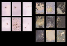 Lade das Bild in den Galerie-Viewer, Foxifre - Marta Djourina