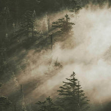 Lade das Bild in den Galerie-Viewer, Waldruhe Duftkerze 75 mg